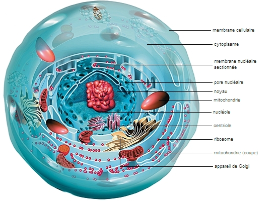 Cellule Animale